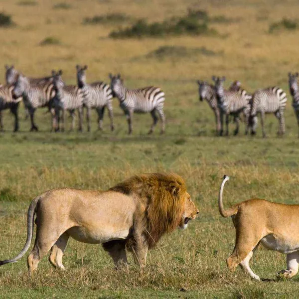 adult male and female lions walking across a grassy savannah with a herd of zebras in the background