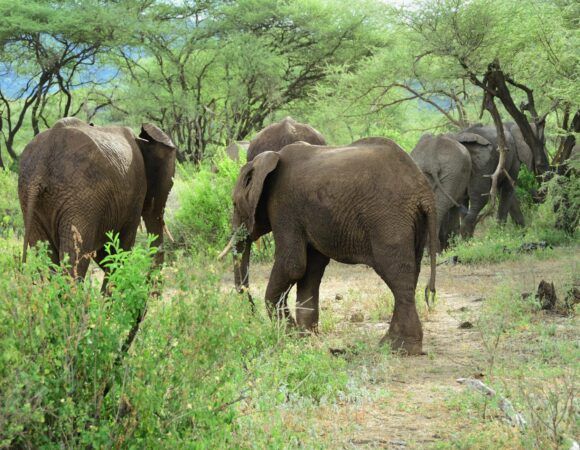 2-Day Tanzania Luxury Safari