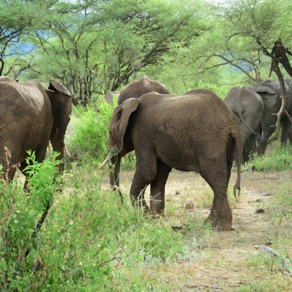 15-Day High-end Tanzania Safari