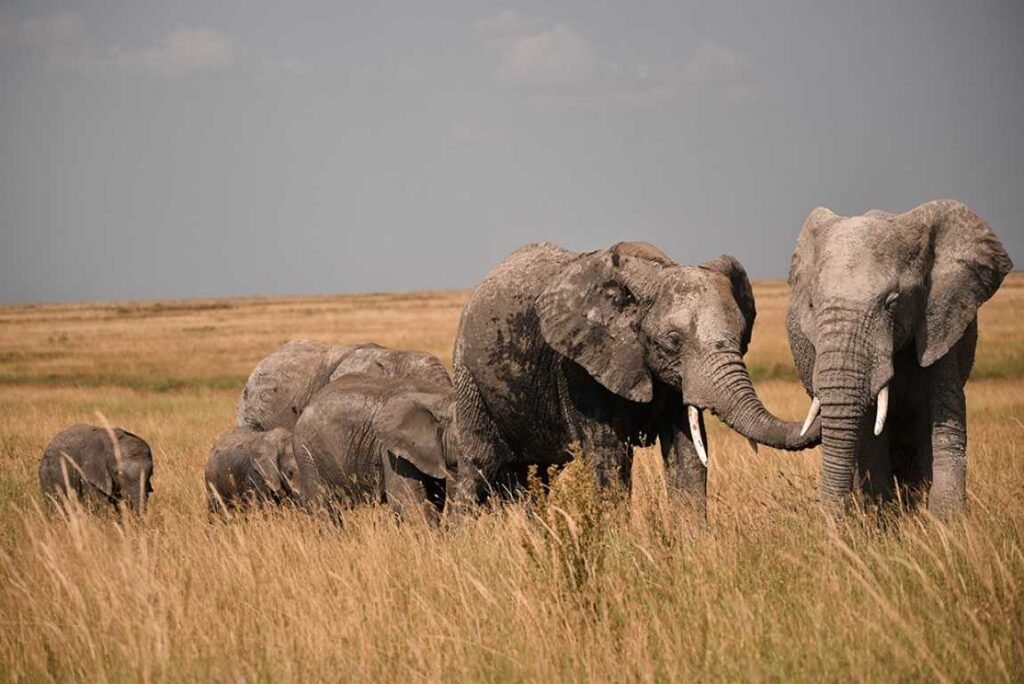 a herd of elephants walking through tall golden grass in an open savannah under a cloudy sky including adults and calves with tusks visible on some