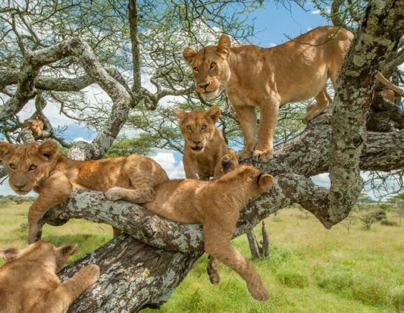 5-Day Budget Safaris in Serengeti, Ngorongoro, Tarangire & Lake Manyara