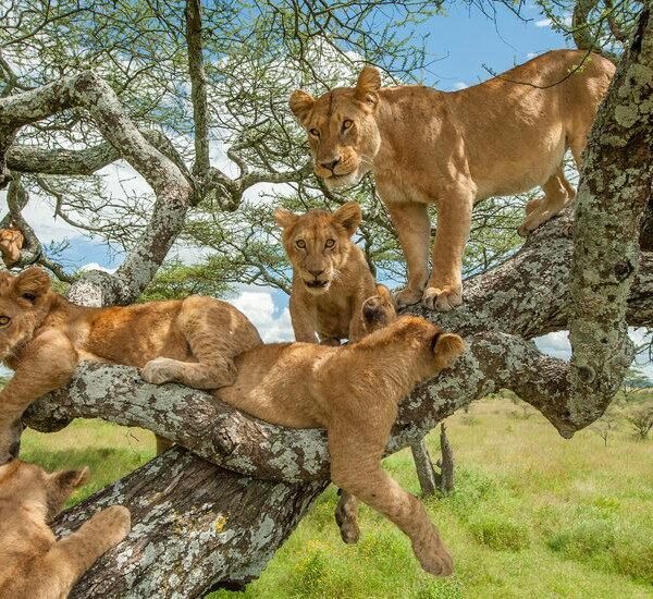 5-Day Budget Safaris in Serengeti, Ngorongoro, Tarangire & Lake Manyara