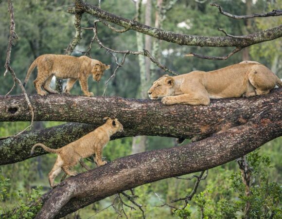Premier Tanzania Safaris Tour