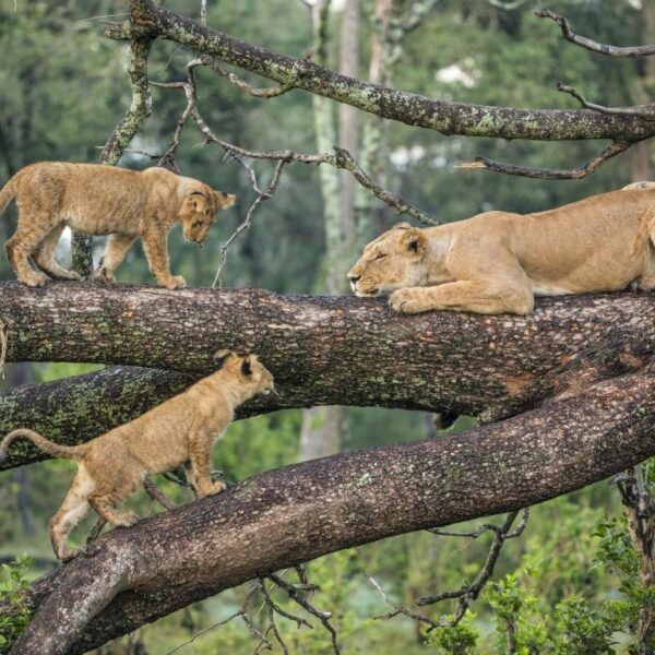 Premier Tanzania Safaris Tour