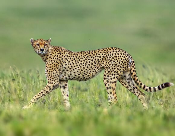 2–20 Days Luxury & Private Safari Tour in Tanzania