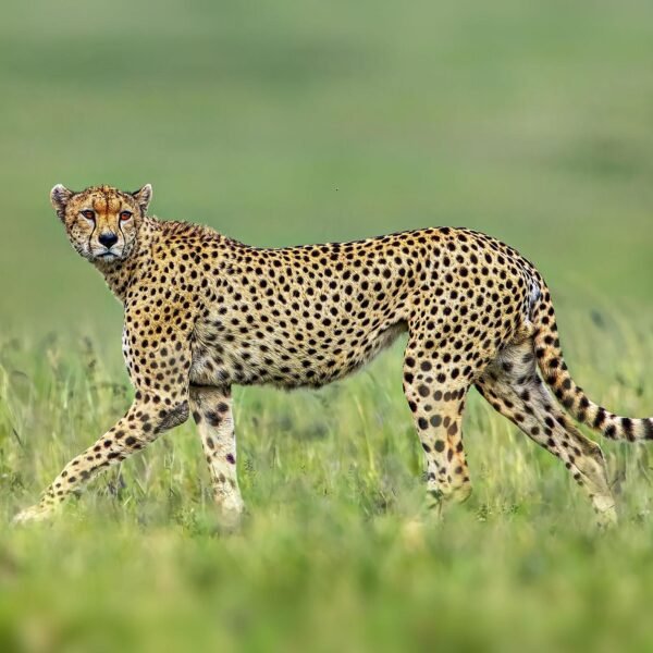 2–20 Days Luxury & Private Safari Tour in Tanzania