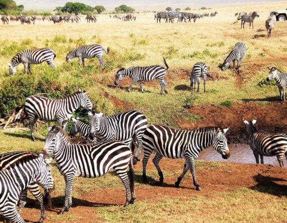 7-Day Ultra-Luxury Group Tanzania Safari Holiday