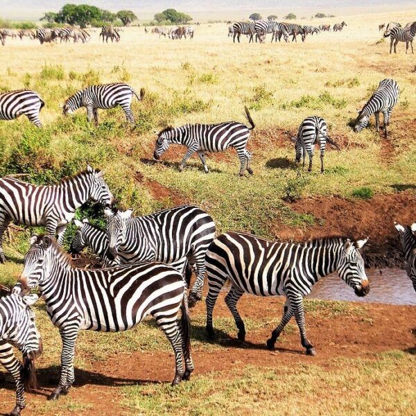 5-Day Tanzania Group Joined Safari From Moshi, Arusha or Dodoma