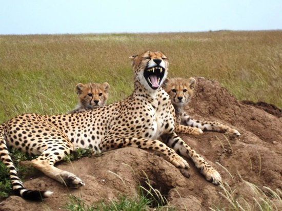 10-Day Luxury Tanzania Safari