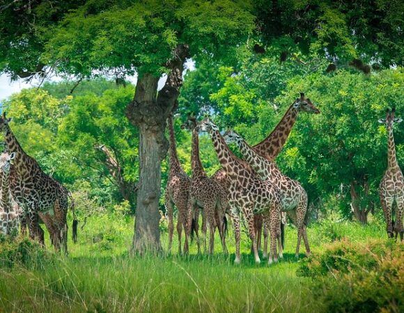 15-Day High-end Luxury Tanzania Safaris & Zanzibar Beach Expedition