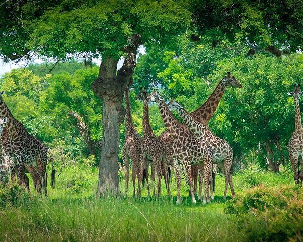 15-Day High-end Luxury Tanzania Safaris & Zanzibar Beach Expedition
