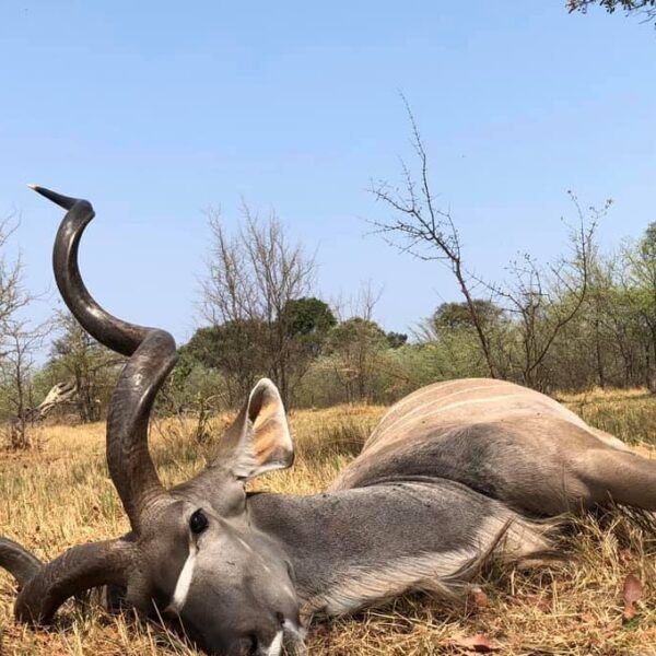 image_downloader_1789022850003 - EXCELLENCE AFRICA ADVENTURES hunted antelope with long