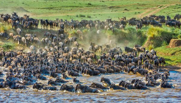 herd of wildebeest crossing a river during the great migration on a grassy savannah edge